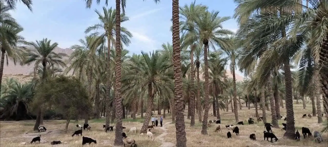 زمین باغی
