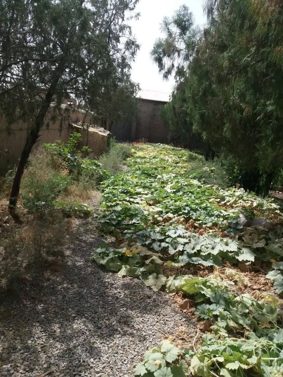 فروش و اجاره زمین