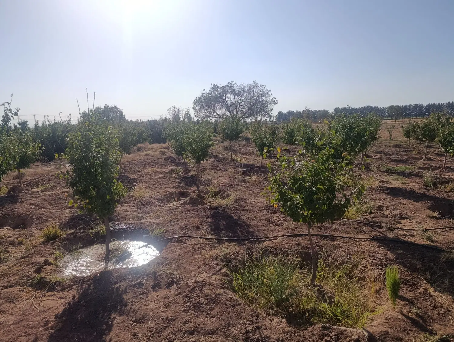 باغ روستای بوژمهران