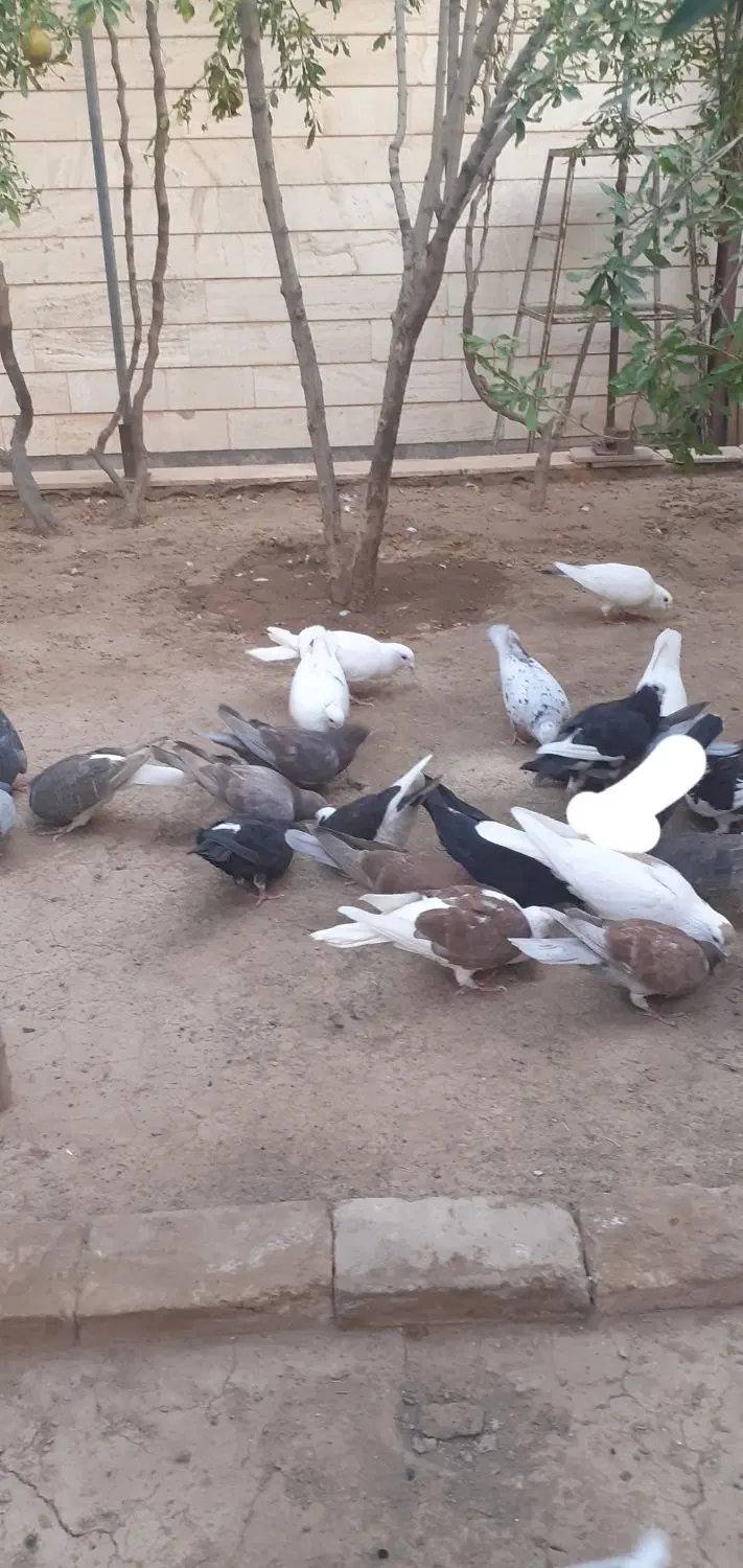 خونه‌نیمه‌کاره‌دوطبقه