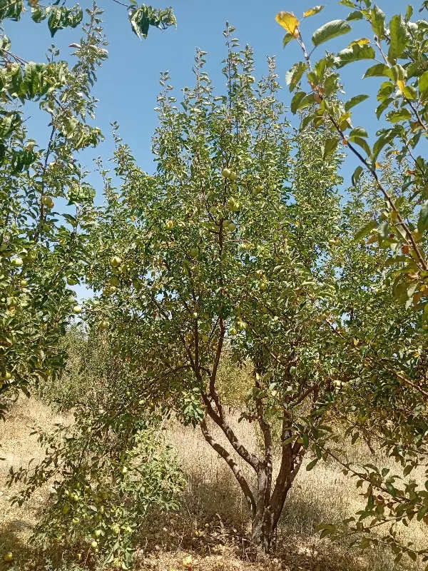 یک قطعه باغ سیب