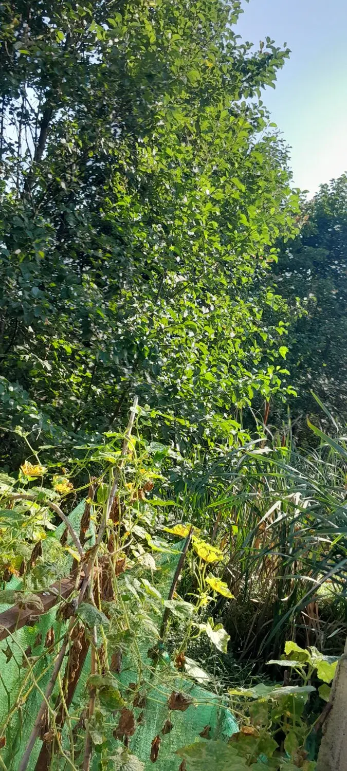 زمین ۲۷۲ متر مسکونی جای عالی