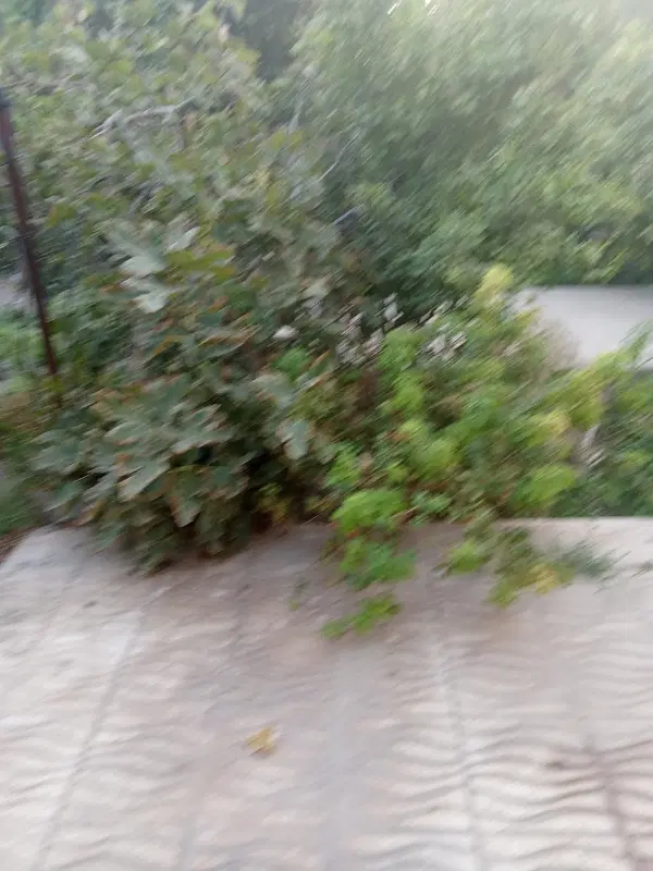 خانه اجاره‌ای مستقل خ سید جمال‌الدین