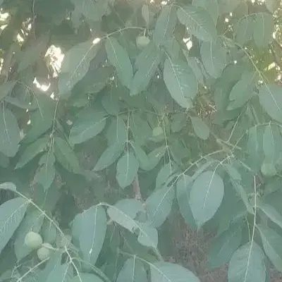 فروش باغ
