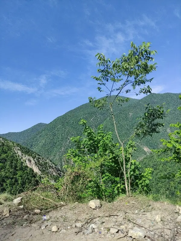 زمین تجاری جرجان