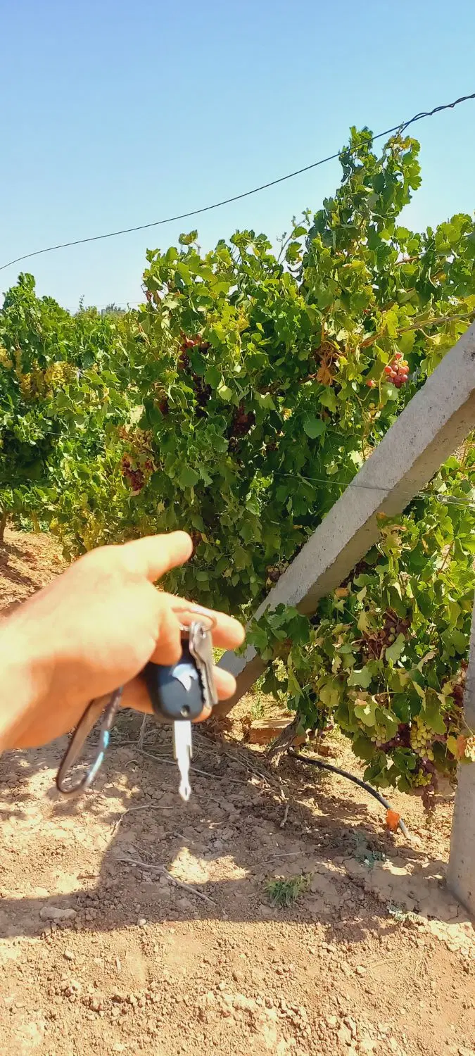 باغ انگور داربستی ۱۰۰۰ متری داخل مجموعه