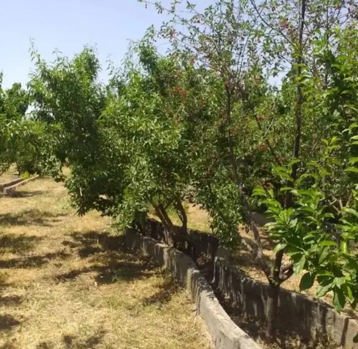 باغ . باغچه . زمین