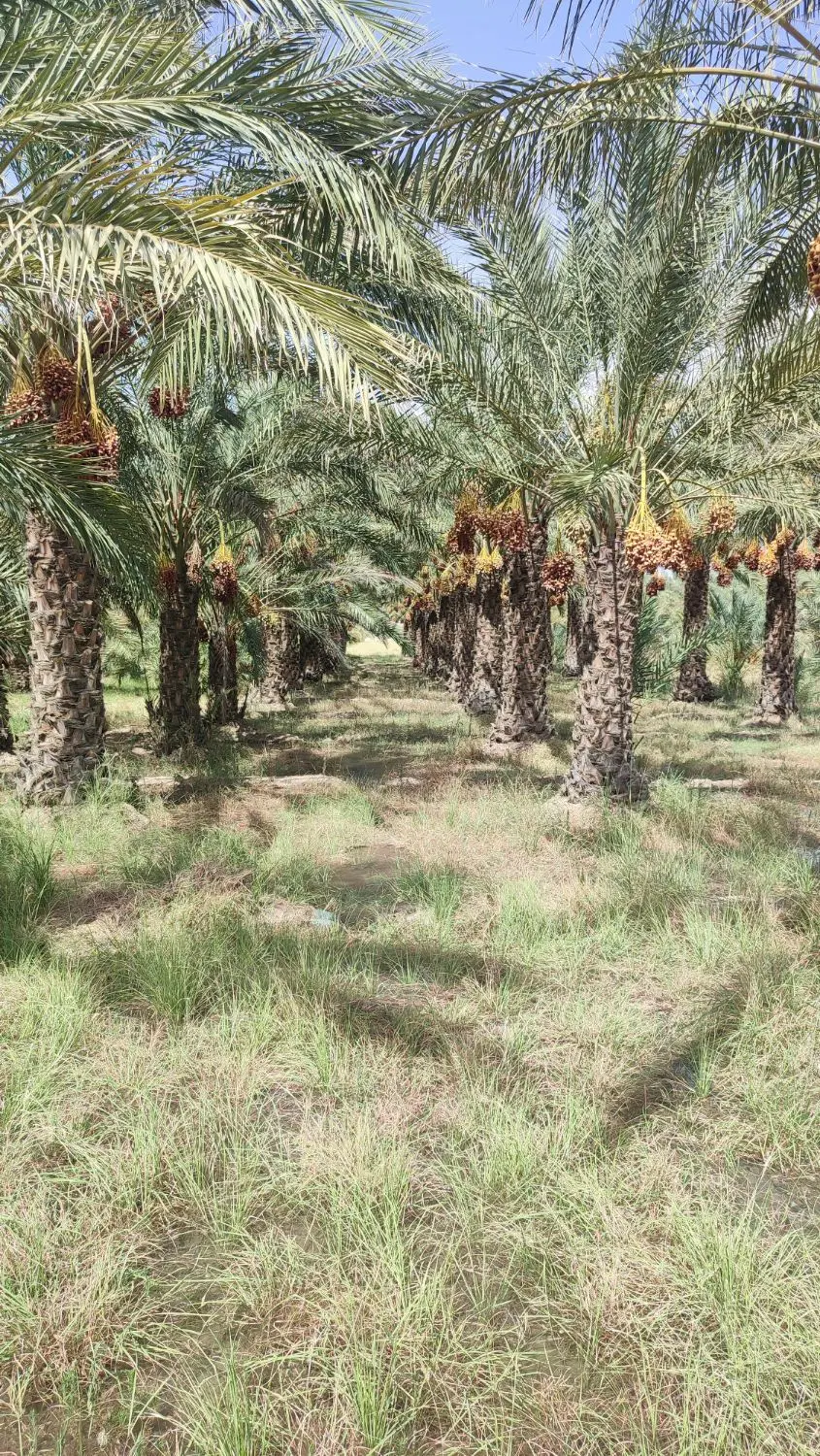 باغ خرما جهت اجاره
