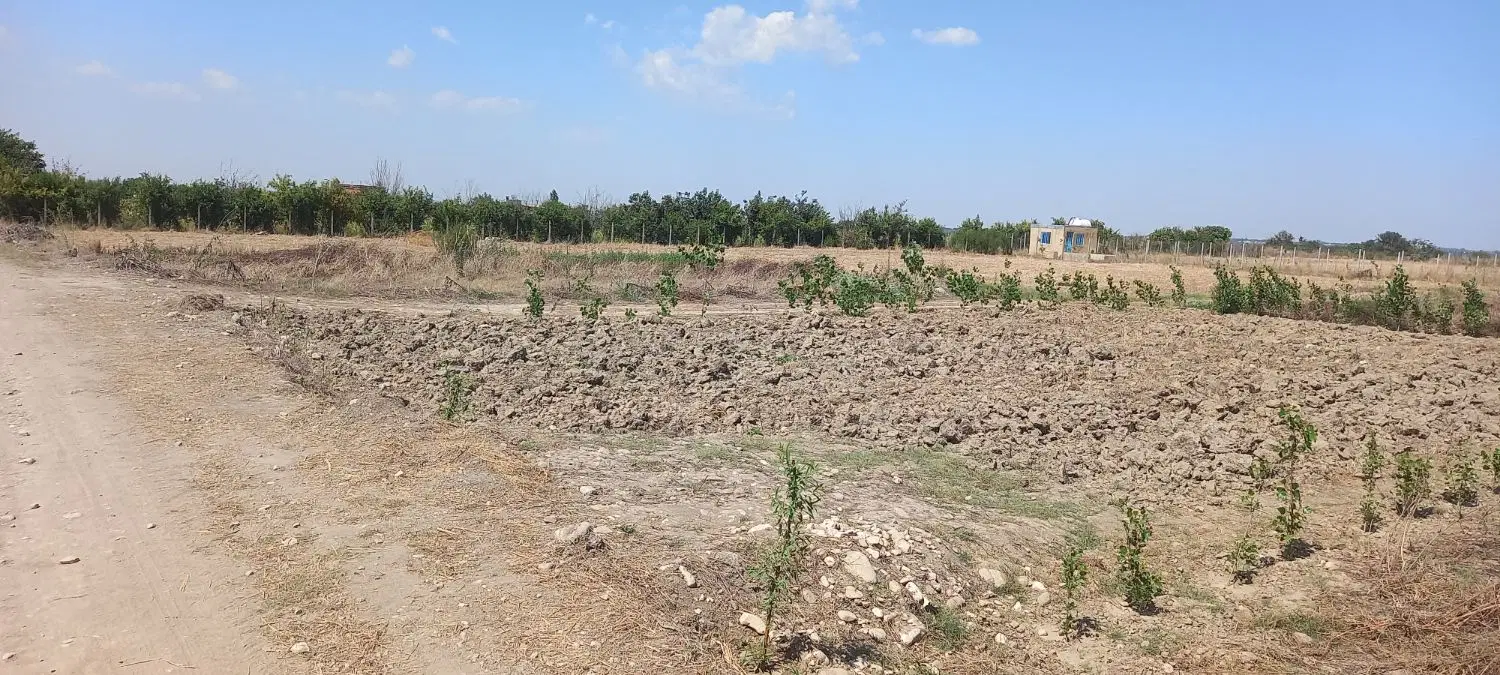 زمین باغی