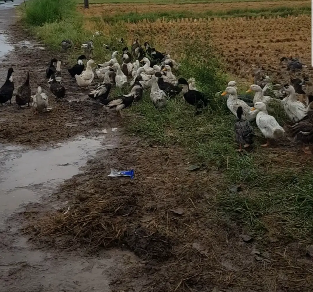 همکاری برای پرورش ماکیان