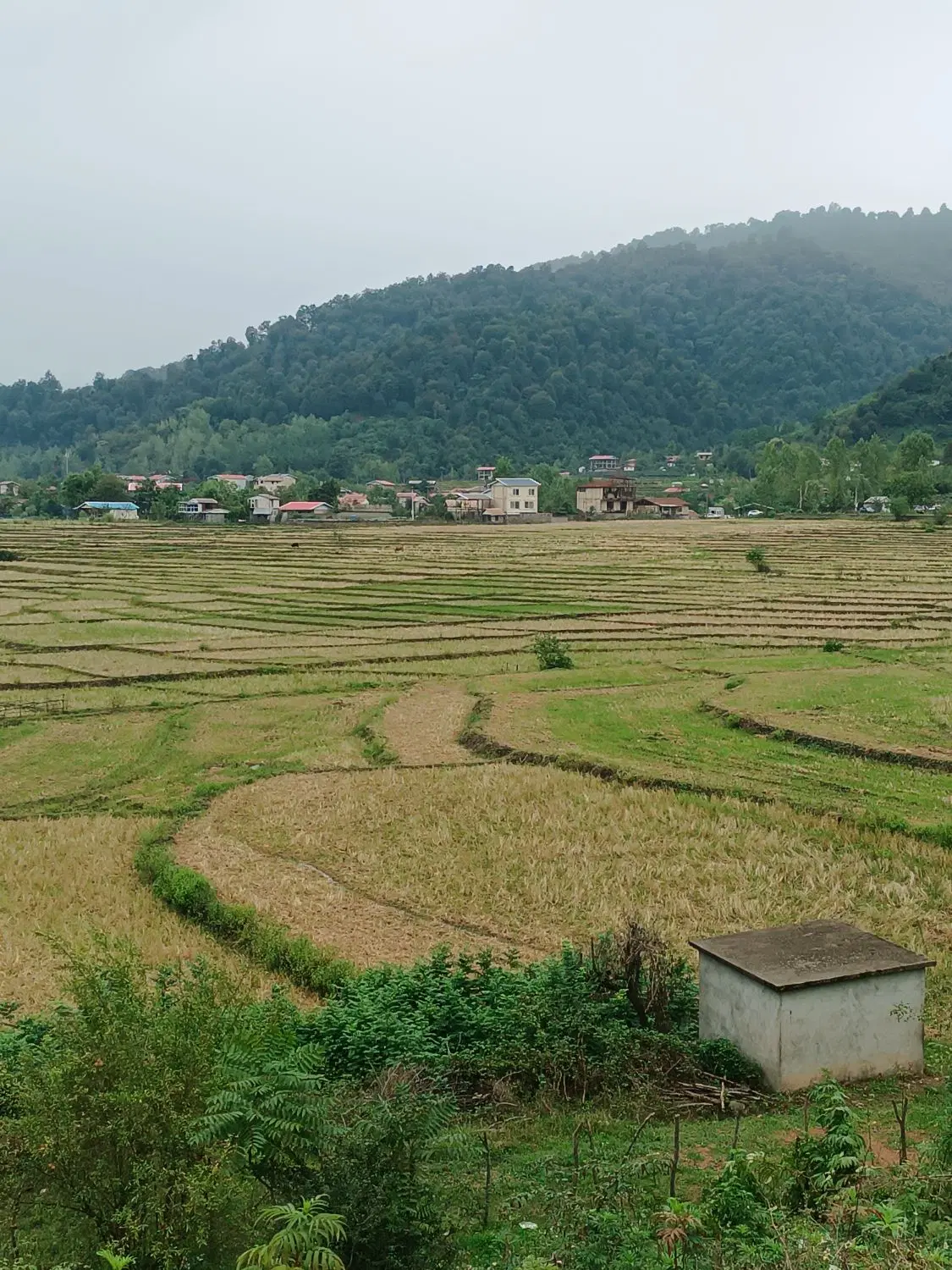 فروش۱۱۰۰متر شالیزار در اسالم روستای کیش خاله