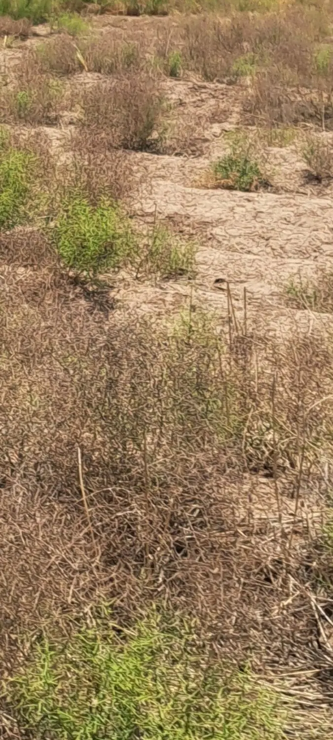 زمین سعدی  ۵ کلیومتری باغین