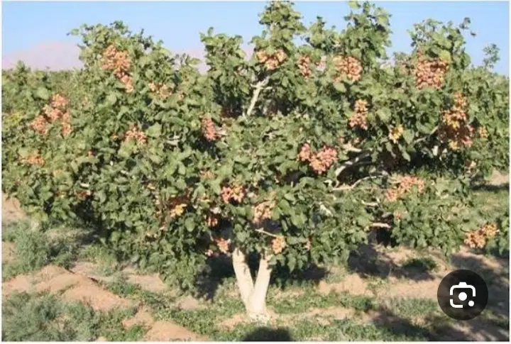 زمین پسته شما را اجاره می کنیم