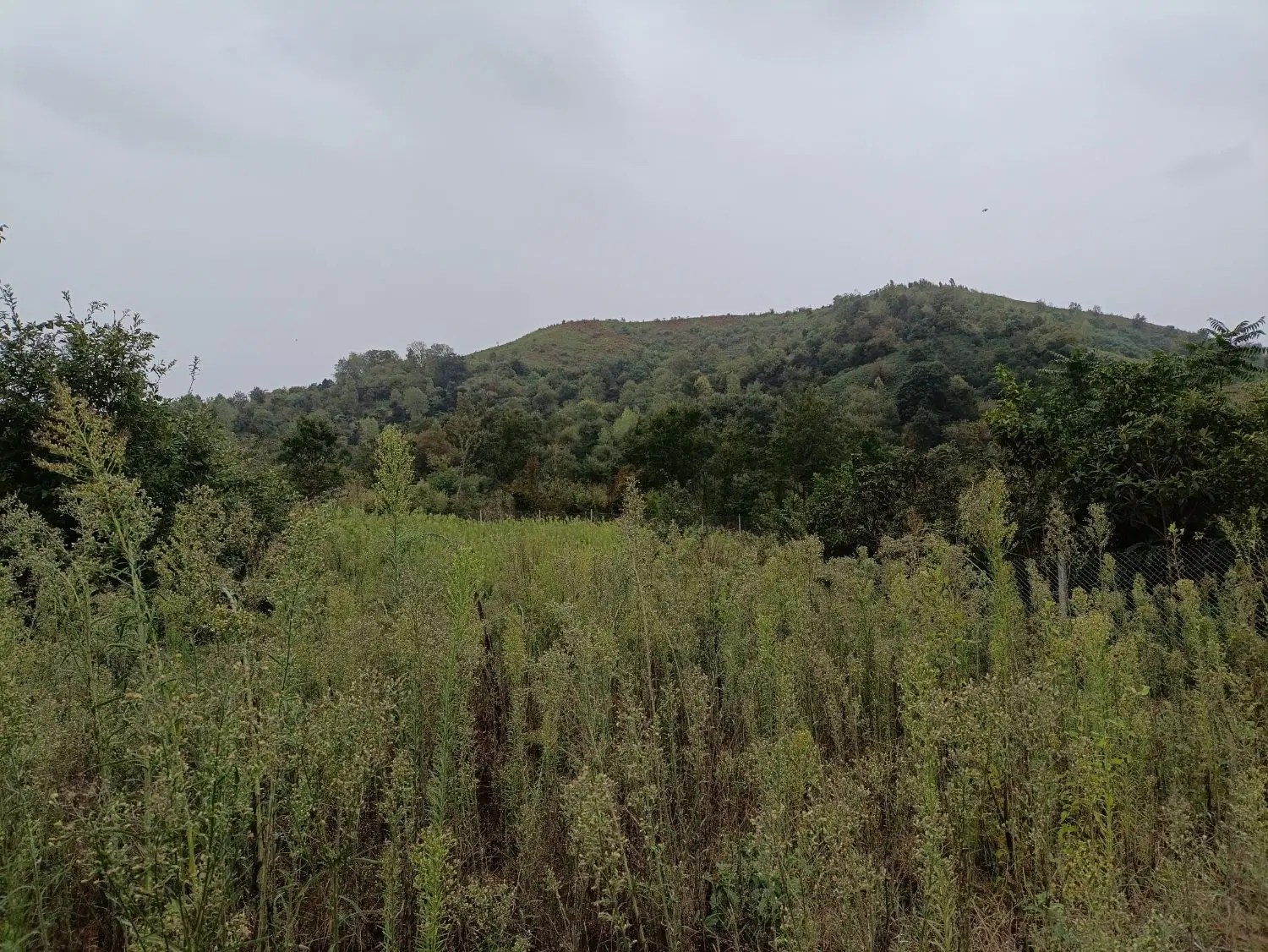 زمین باغی لنگرود پرشکوه