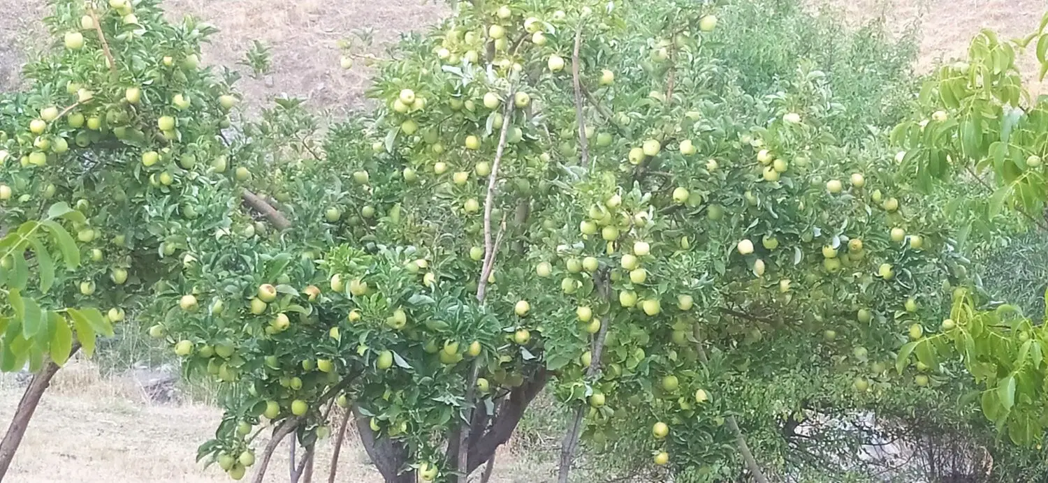 فروش باغ و مزرعه وخانه ویلایی