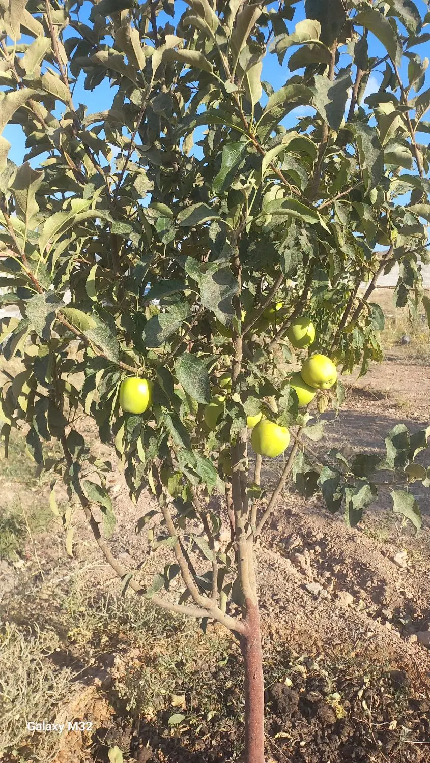 باغ نقلی