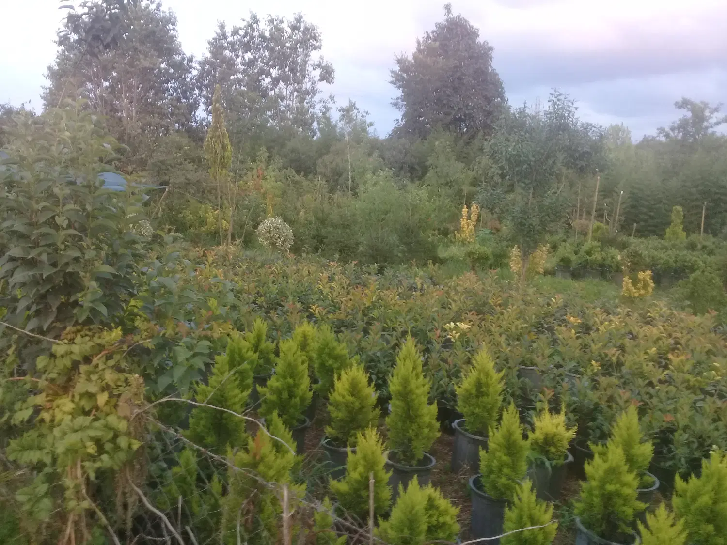 فروش زمین باغی