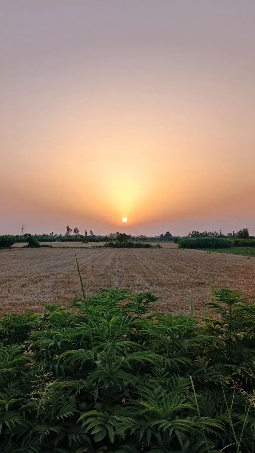 زمین کشاورزی، ابتدای جاده باغوکناره