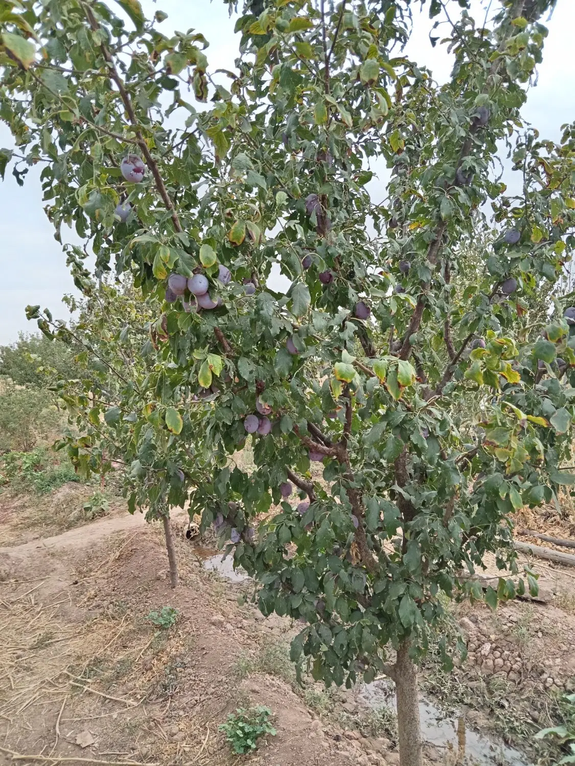 باغ دشت