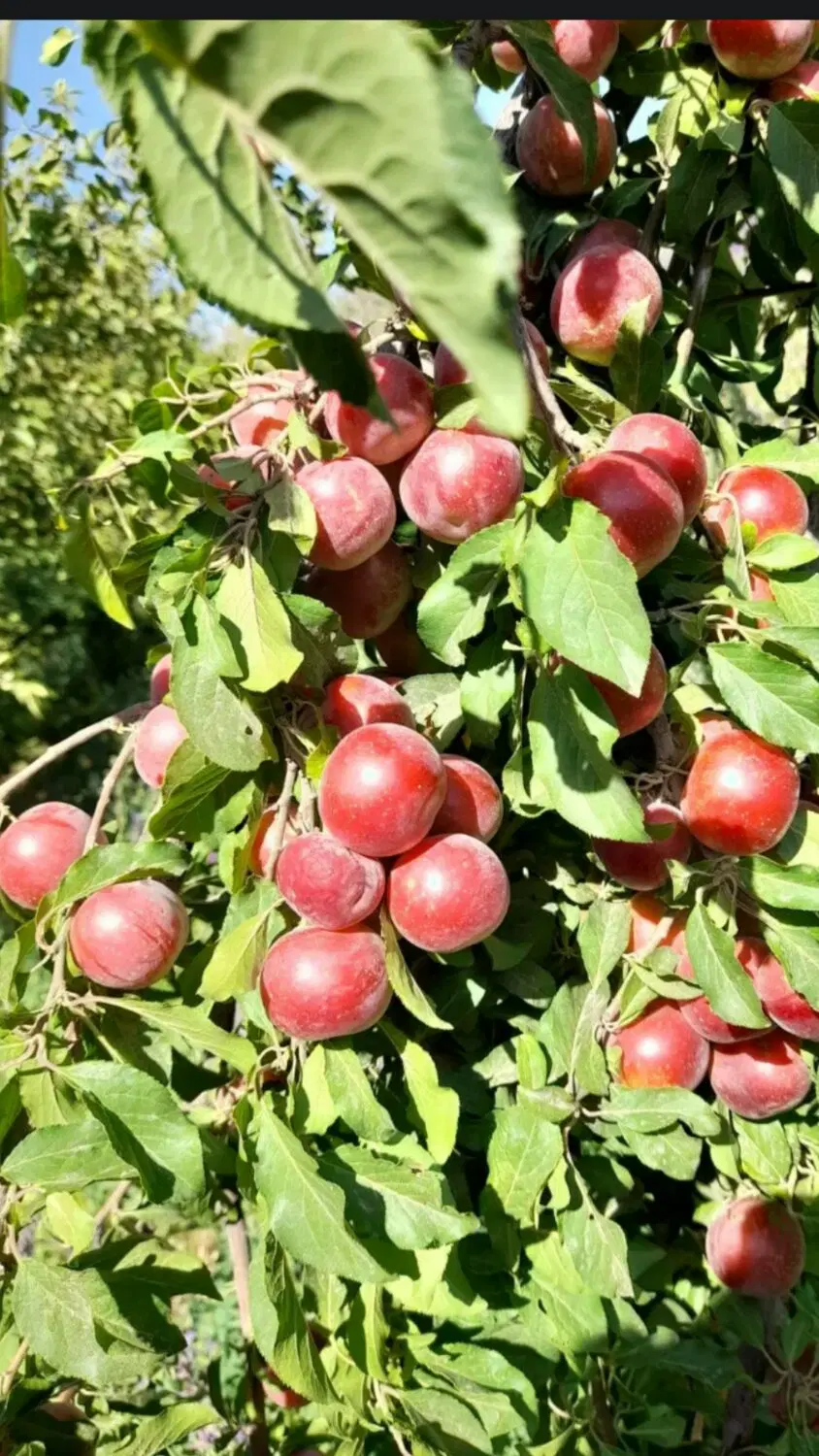 سرقفلی باغ ۳ هکتاری