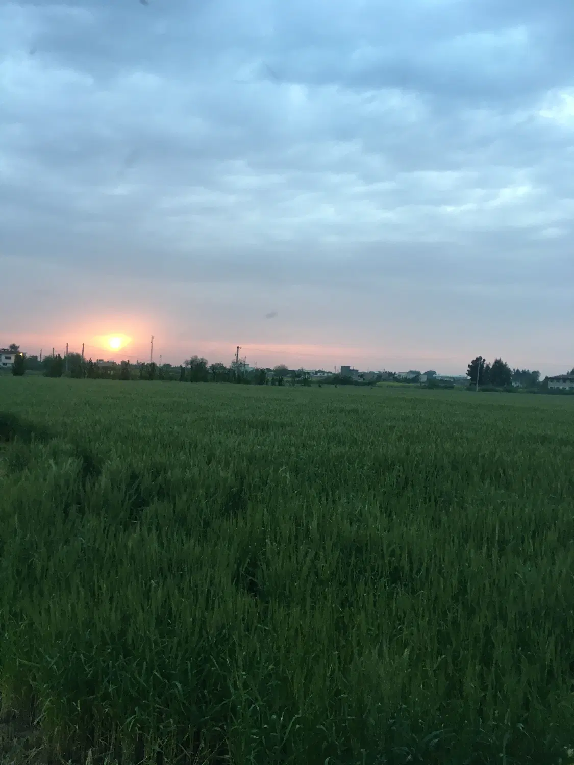 زمین کشاورزی