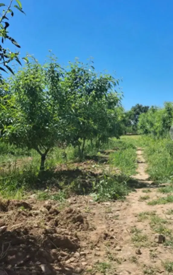 فروش زمین باغی در الوند