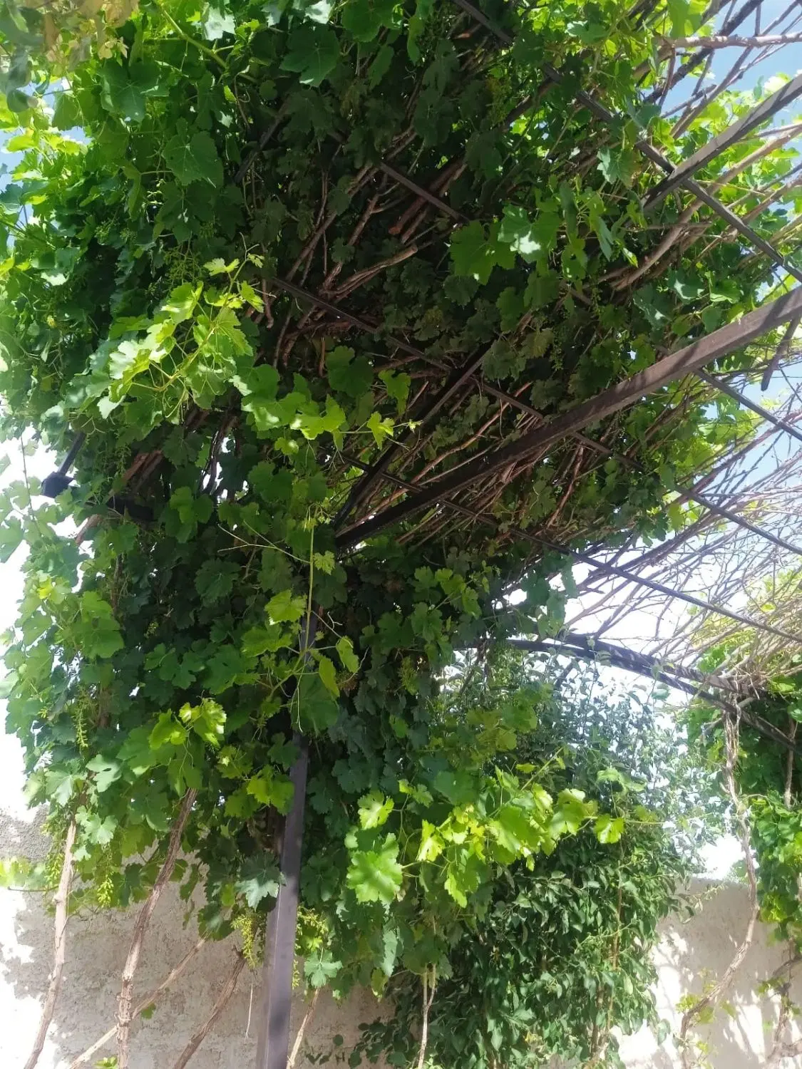 اجاره باغ و ویلا اقتصادی
