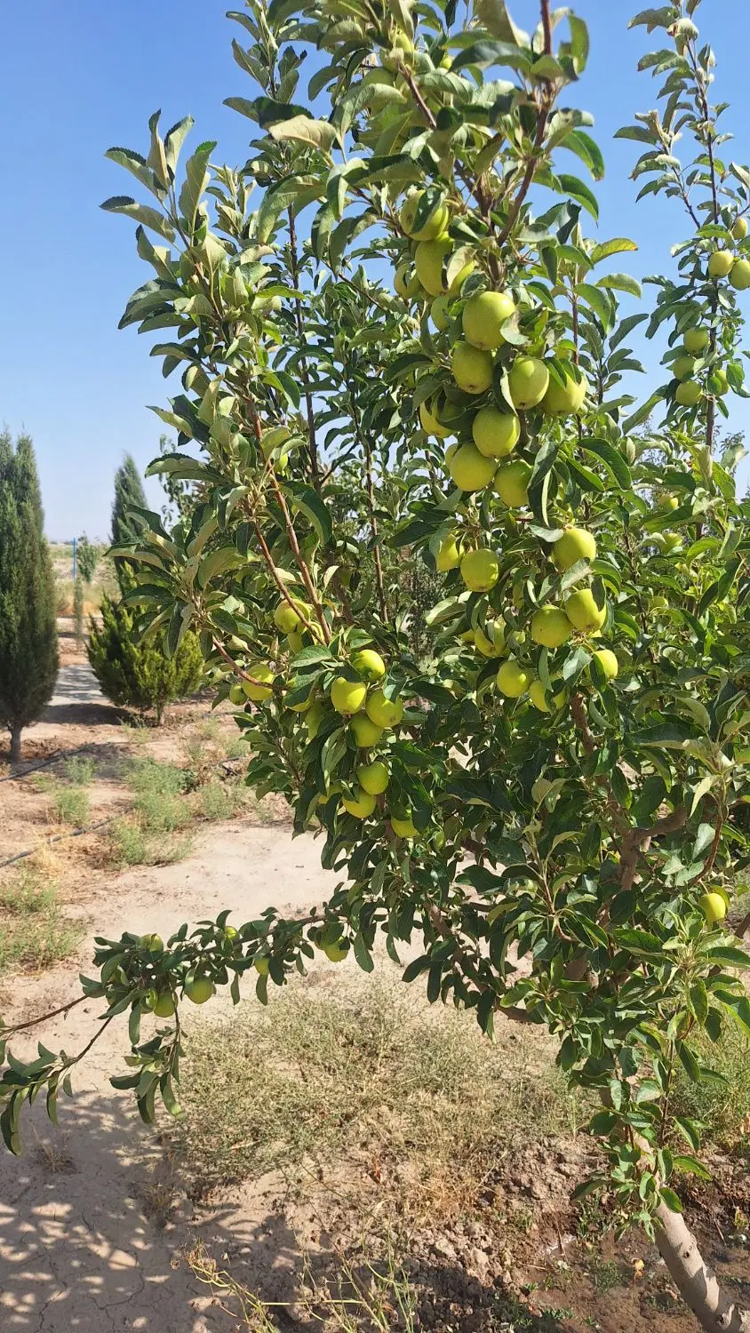 نظر اباد نجم اباد ۱۲۰۰ متری