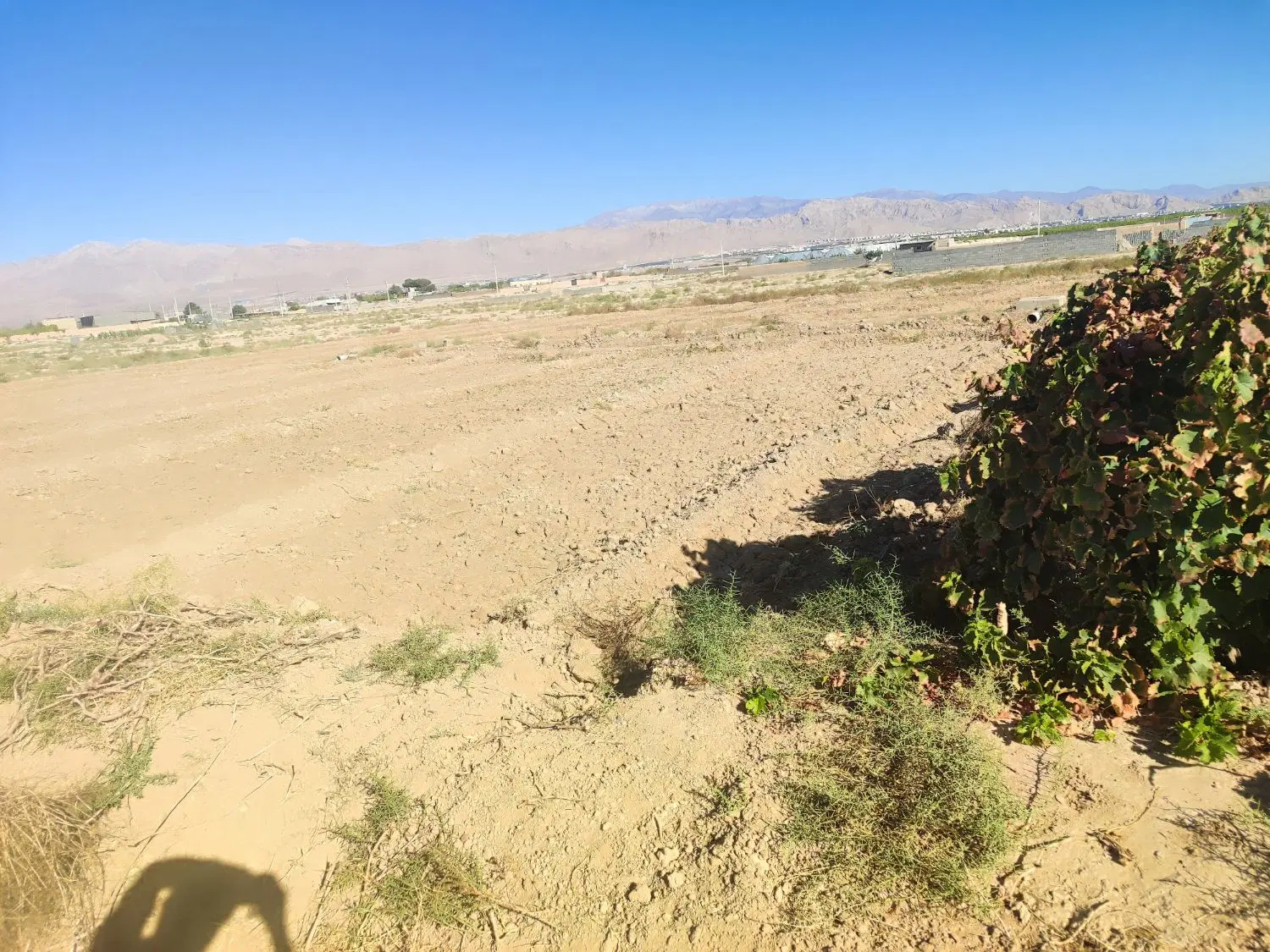 زمین باغی