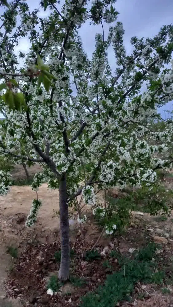 ۱۵۰۰مترباغ میوه درشهرساوه روستای یولاق