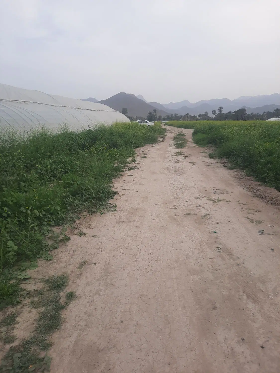 اجاره گلخونه