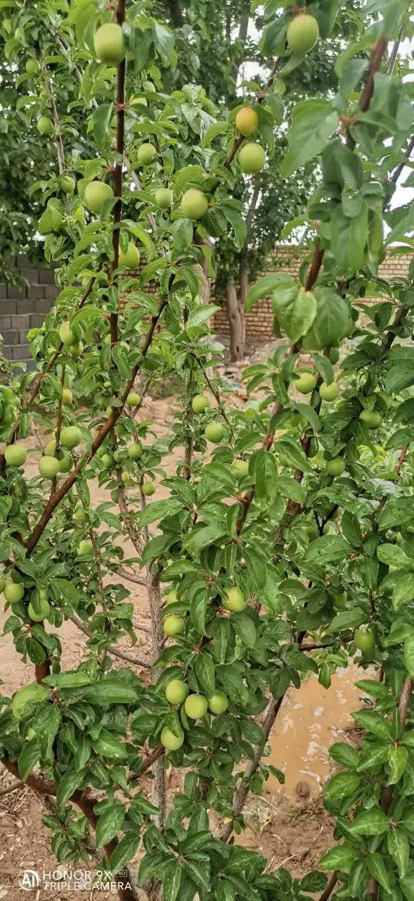 باغ ۱۰۰۰ متری
