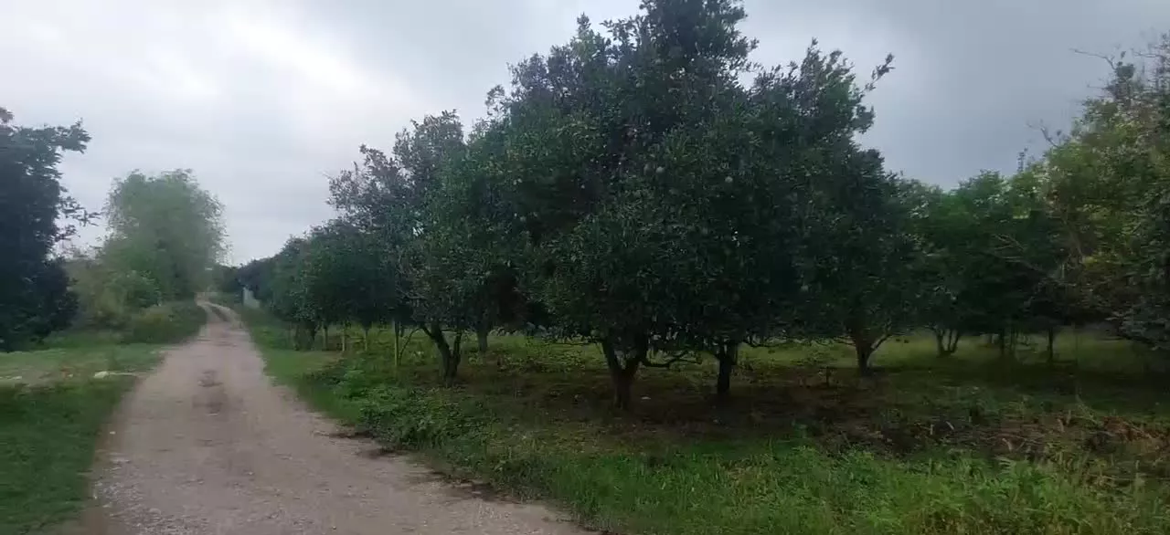 باغ پرتقال قیمت چهار میلیون ،برای ویلاوباغ