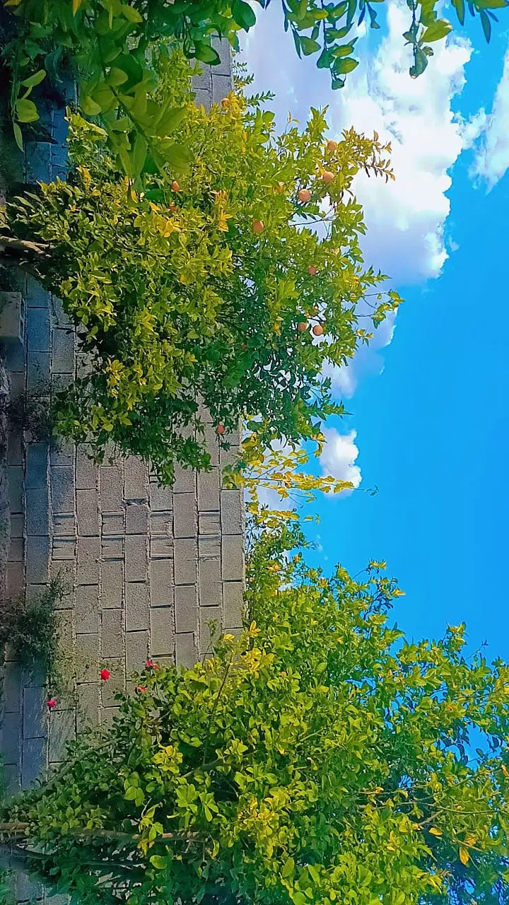 باغ در جاده سددز