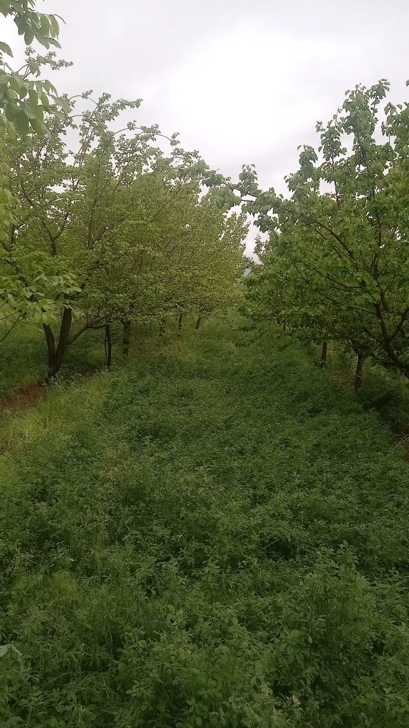 باغ ۱۰۰۰ متری در جواش