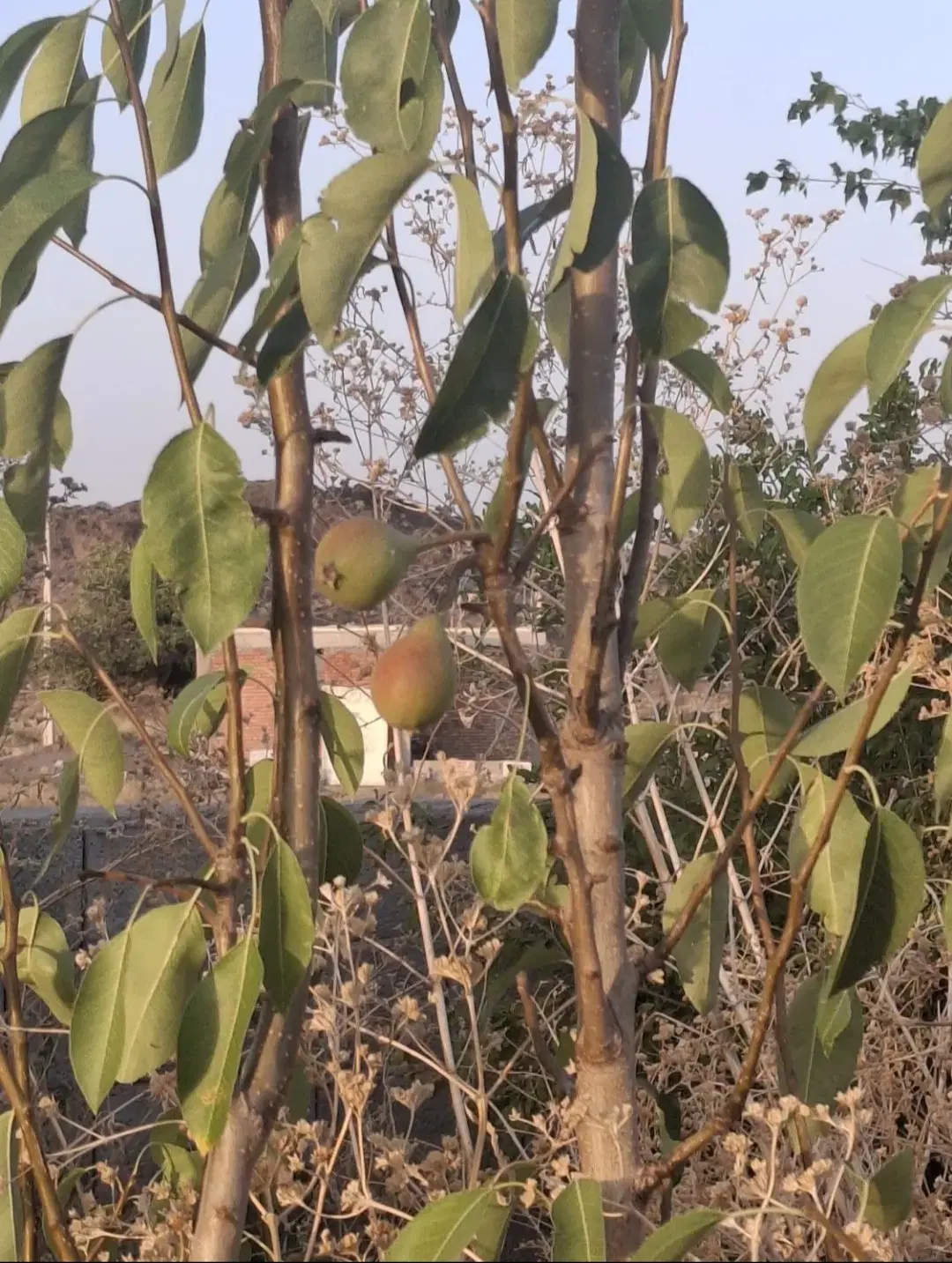 زمینی در روستای سرگز