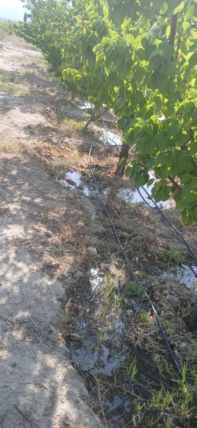 ۶۴۰۰ متر باغ میوه زردآلو،گلابی و...روستای کلاته
