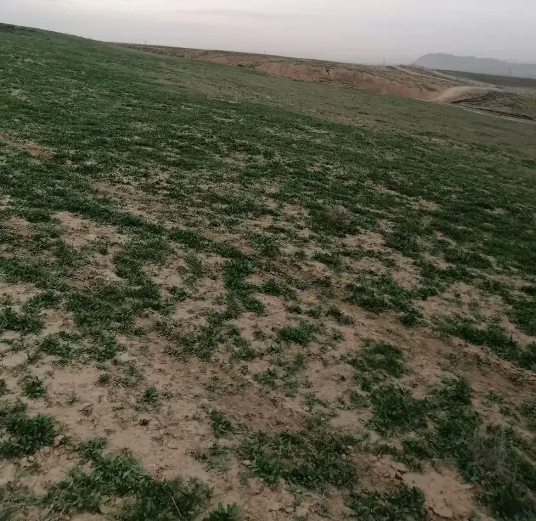 چهل و پنج هزار متر مربع زمین با سند ششدانگ شخصی