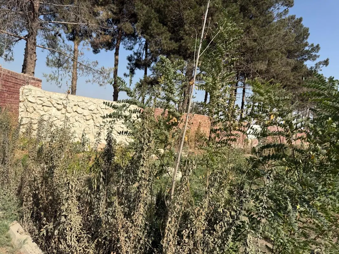 فروش باغچه