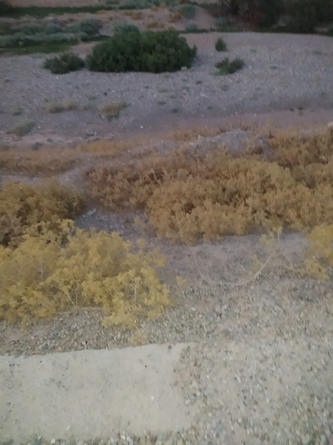 زمین مسکونی مسنی شده کوی ولایت