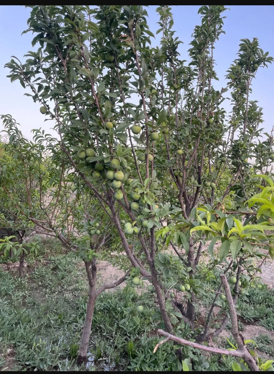 باغچه ۳۰۰ متر با عرض۱۰در ۳۰