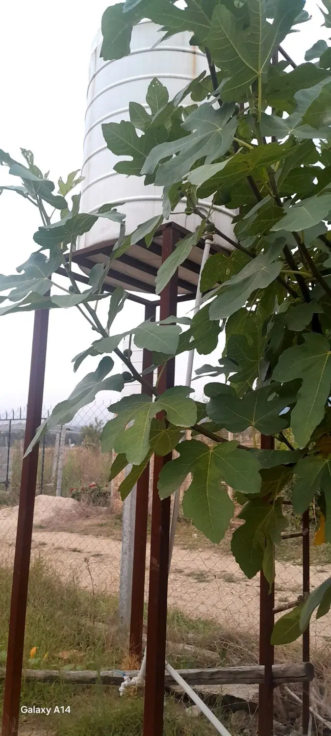 فروش باغ و زمین در شموشک