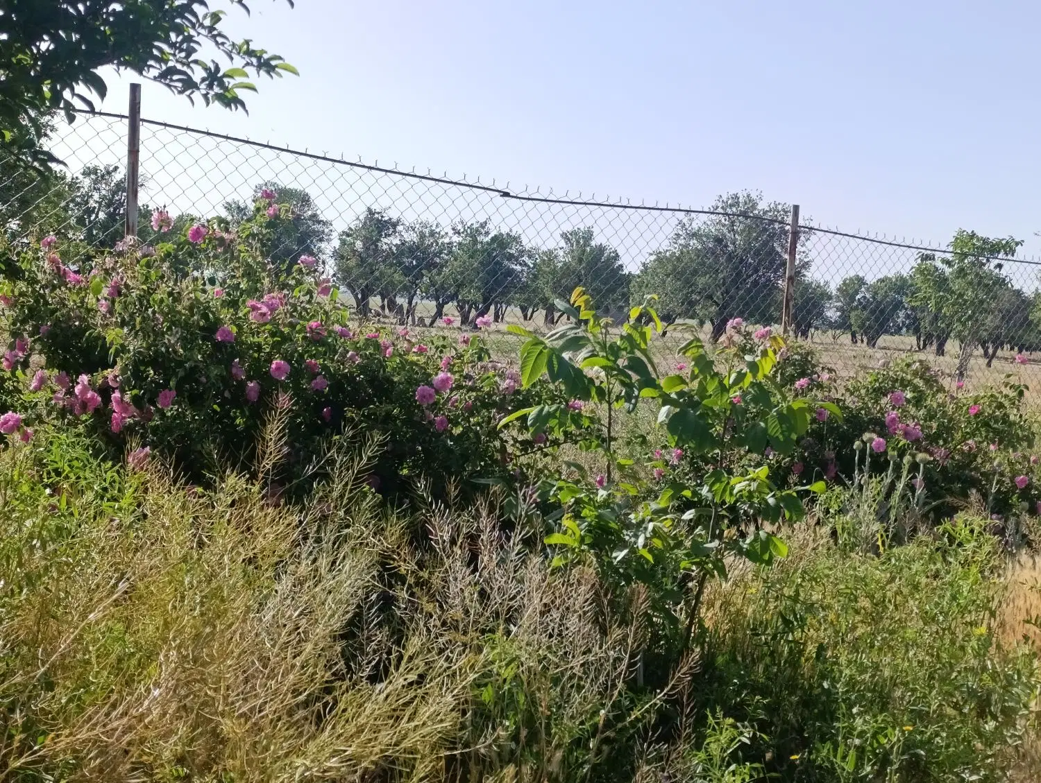 ملک کشاورزی