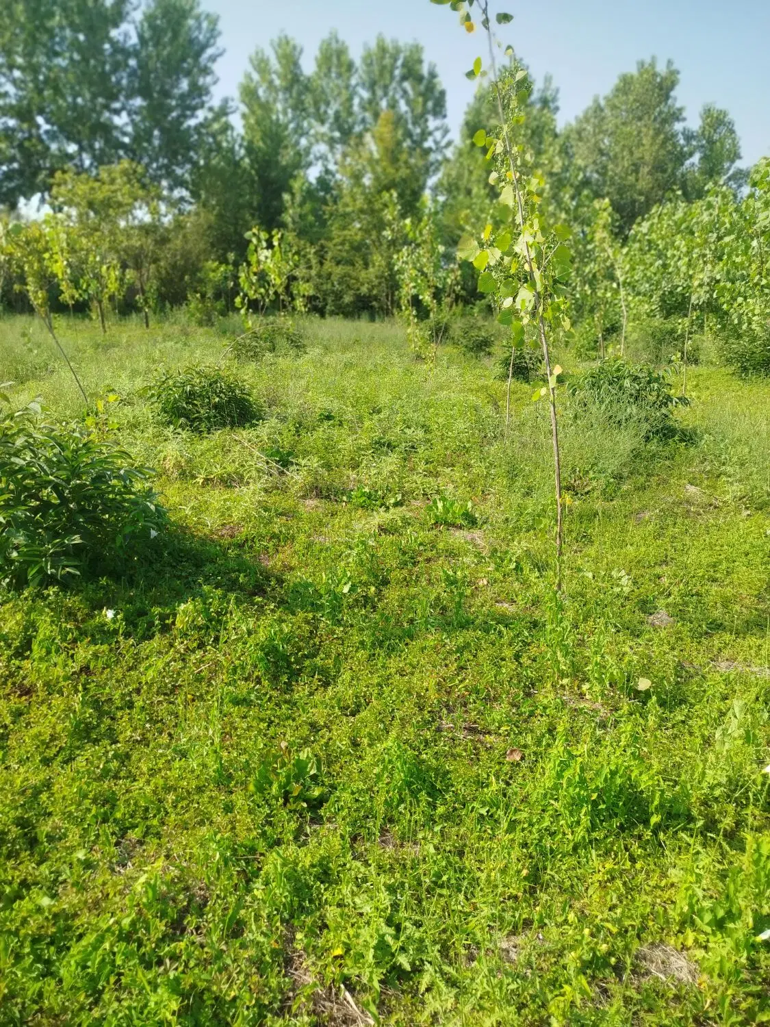 زمین زراعی باغی