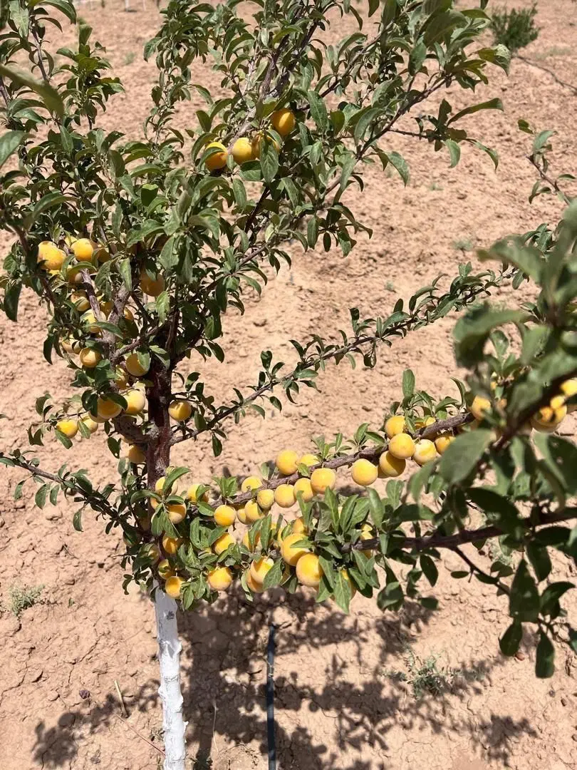 فروش باغچه 500متر باسند۷۰۰ملیون