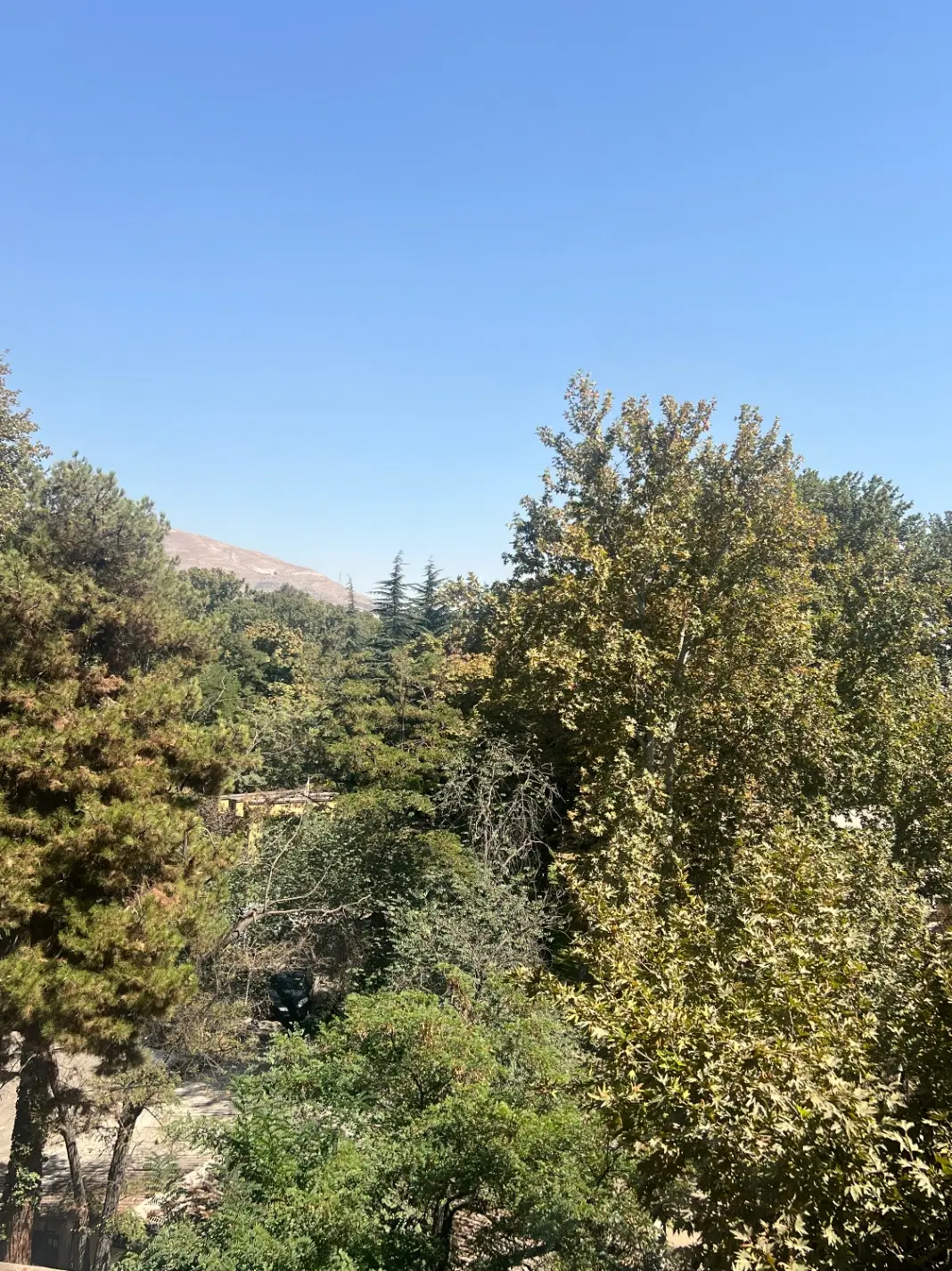 زمین ۱۰۰۰ متری بادیدزیبای جنگل ودریاسلمانشهر متلقو
