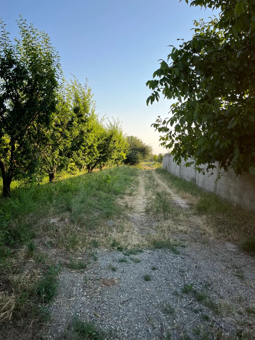 باغ ۹۰۰ متری چهار دیواری