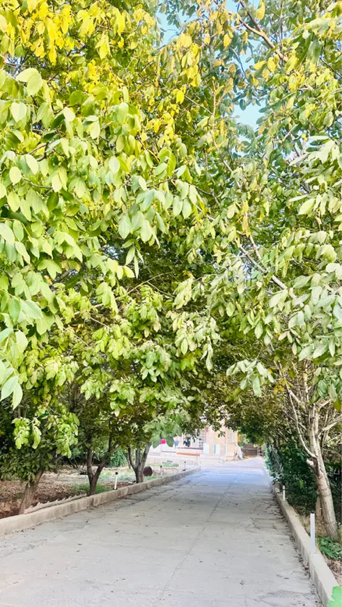فرصت طلایی خرید باغ‌ و ویلا