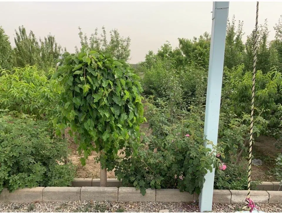 ویلا باغچه