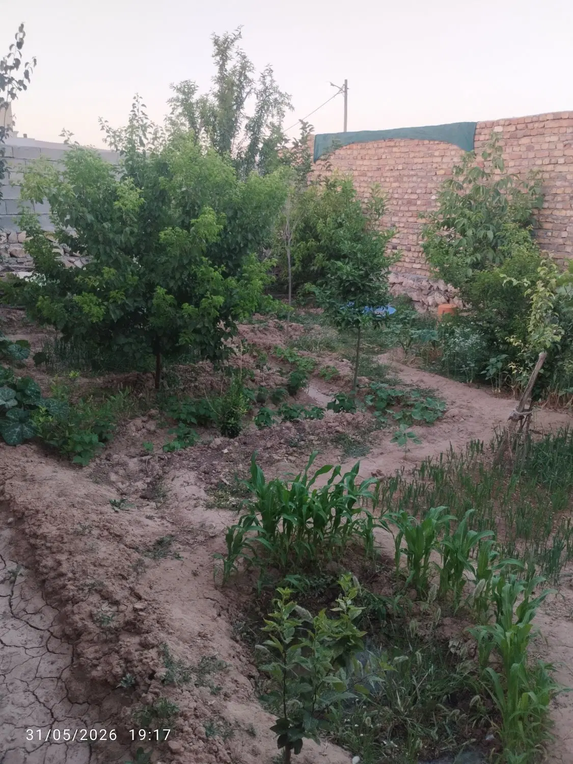 زمین مسکونی کوی پاسداران